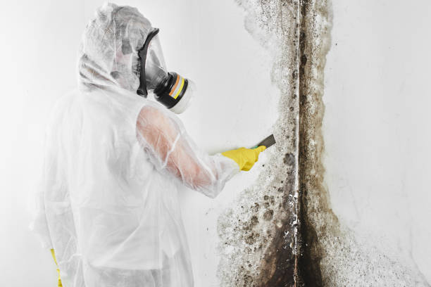 Trusted Janesville, WI Mold Removal Experts