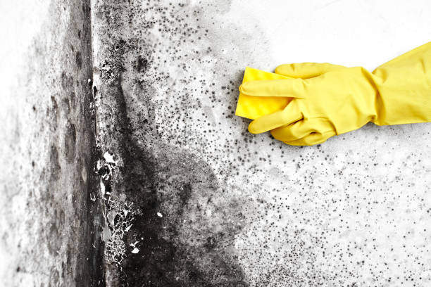 Best Commercial Mold Removal  in Janesville, WI