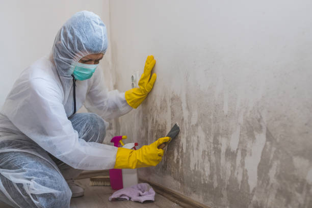 Best Best Mold Removal Companies  in Janesville, WI