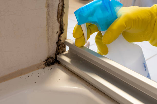 Best Attic Mold Removal  in Janesville, WI