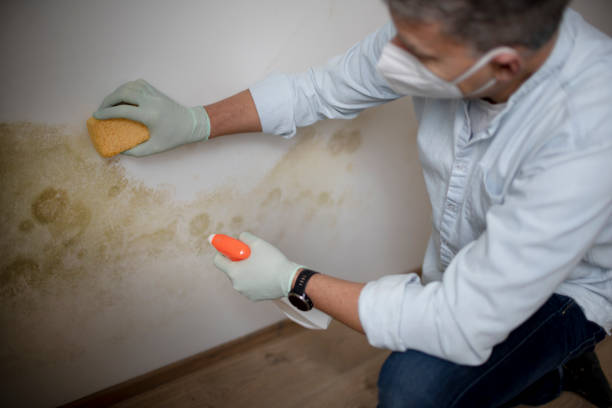 Best Same-Day Mold Removal  in Janesville, WI