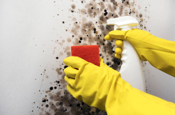 Best Local Mold Removal Service  in Janesville, WI