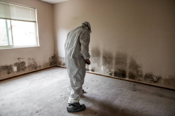 Mold Removal Process in Janesville, WI