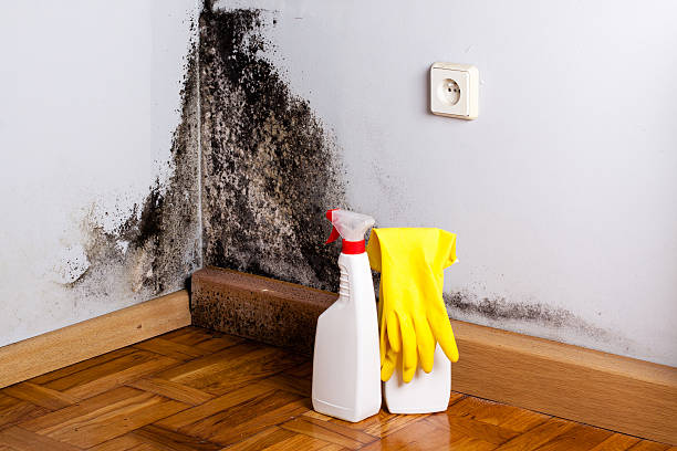 Best Mold Removal Company Near Me  in Janesville, WI