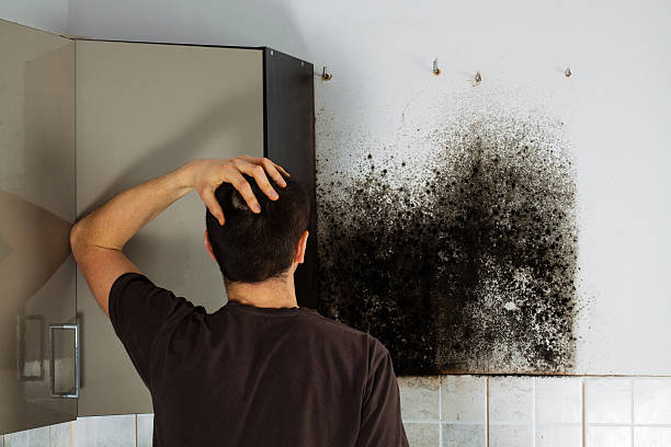 Best Residential Mold Removal  in Janesville, WI