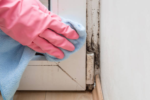 Best Mold Removal and Inspection  in Janesville, WI