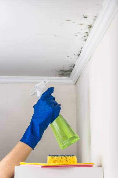Best Mold Testing  in Janesville, WI